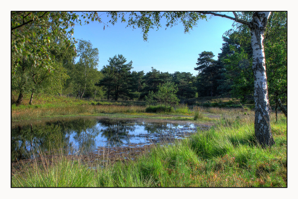 Teverener Heide - Teich im Moor