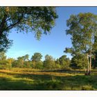 Teverener Heide - Zwischen Moor und Sand