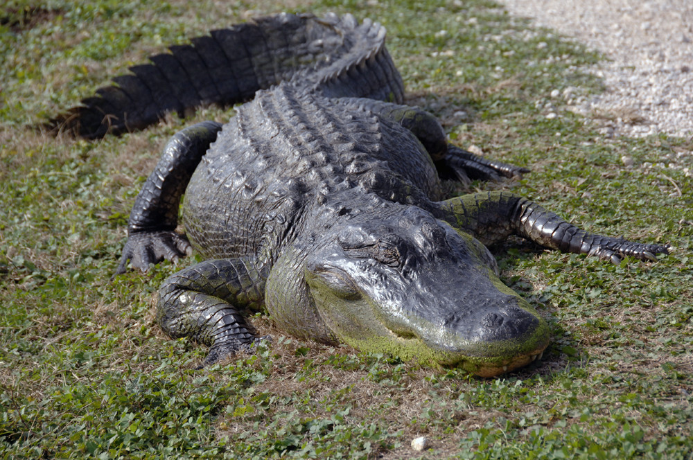 Texas Alligator