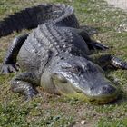 Texas Alligator