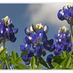 texas bluebonnets