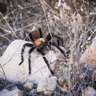 Texas Brown Tarantula