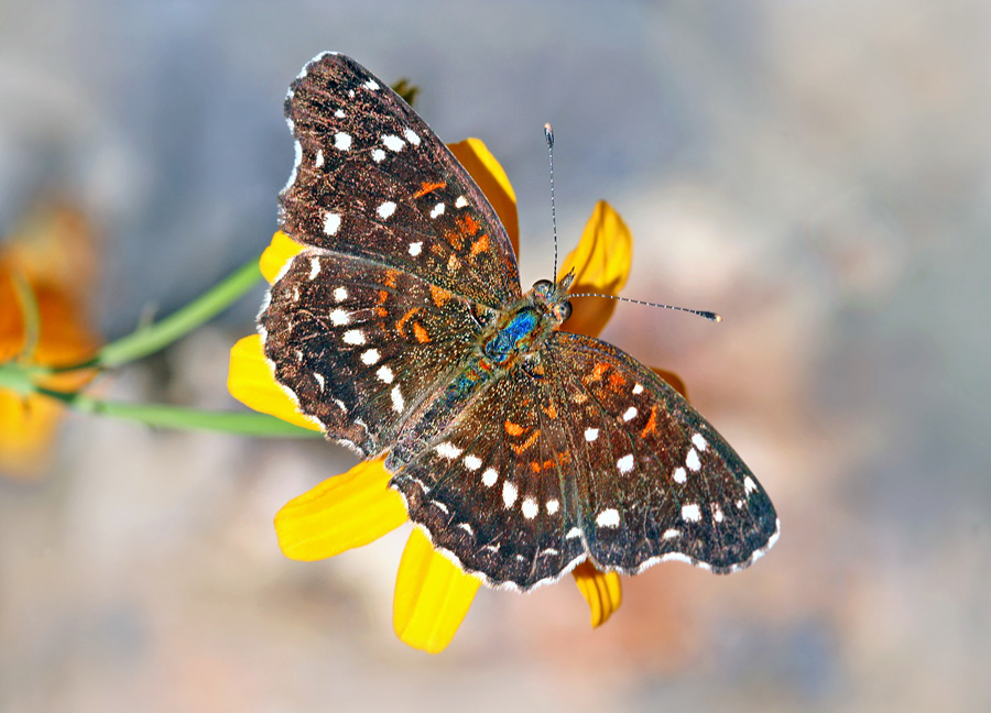 Texas Crescent