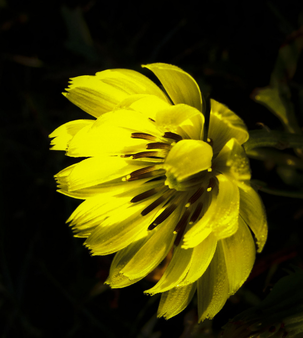 Texas Dandelion