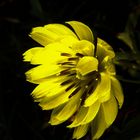 Texas Dandelion