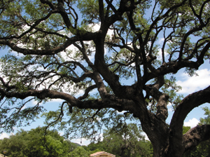 Texas Eichenbaum