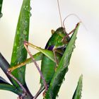 texas grasshopper