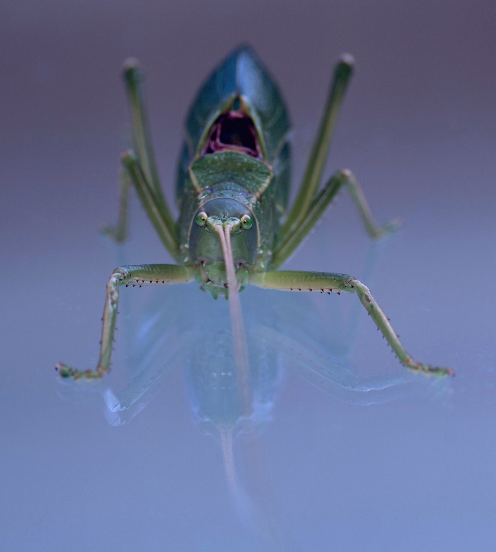 texas grasshopper II