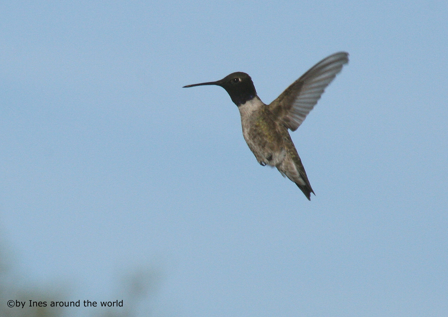 Texas Hummingbird 2