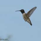 Texas Hummingbird 2