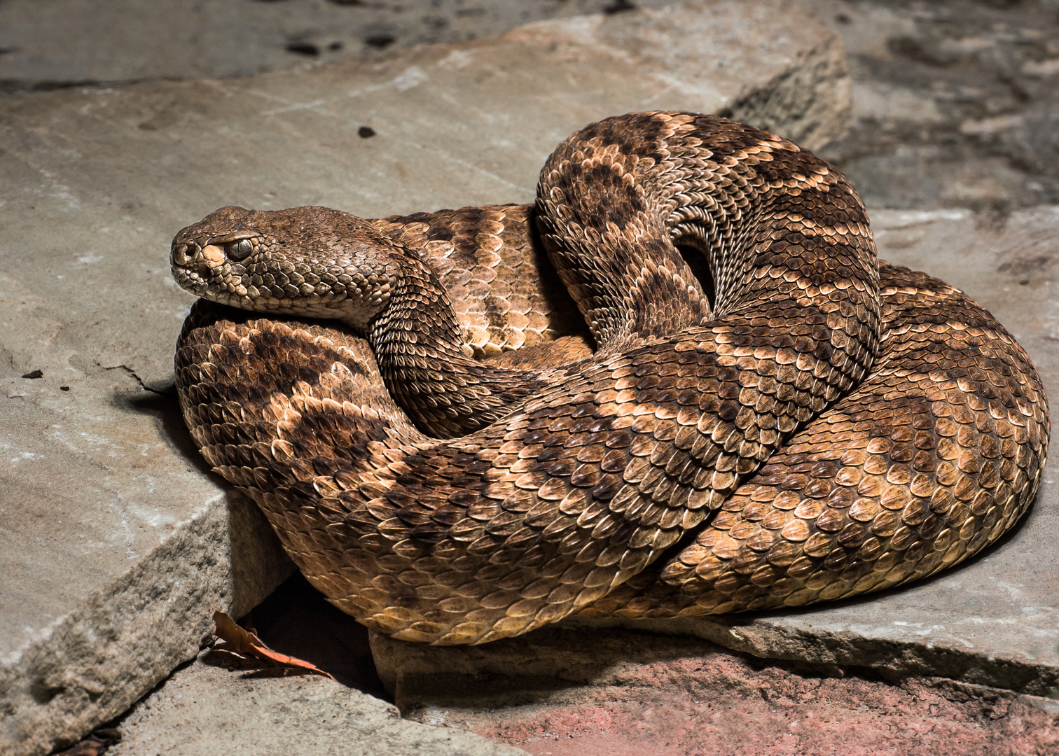 Klapperschlange Biss Wie Lange Bis Tod www.fotocommunity.de