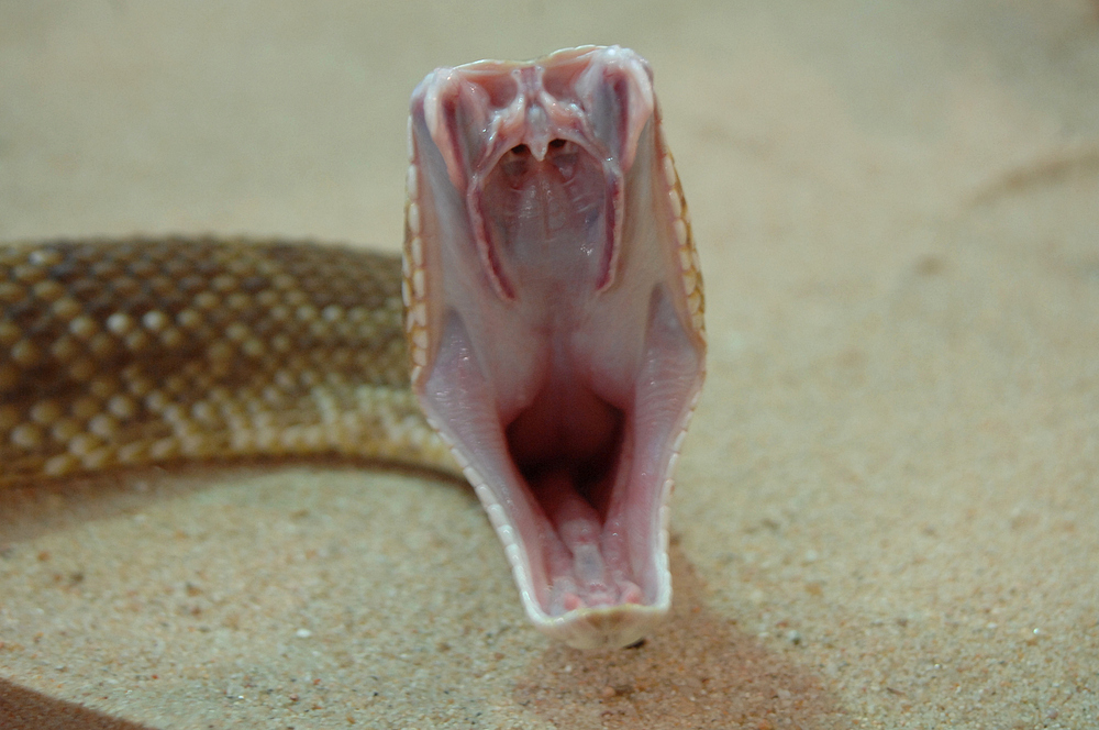 Texas Klapperschlange (Crotalus atrox)