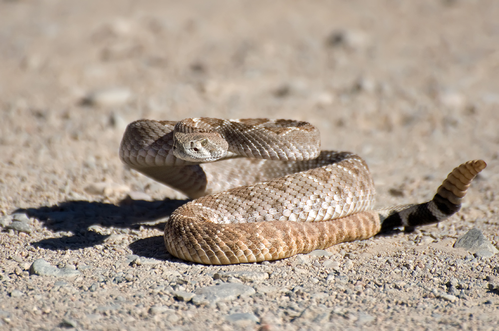 Texas-Klapperschlange - Western Diamondback Rattlesnake (Crotalus atrox)