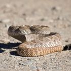 Texas-Klapperschlange - Western Diamondback Rattlesnake (Crotalus atrox)