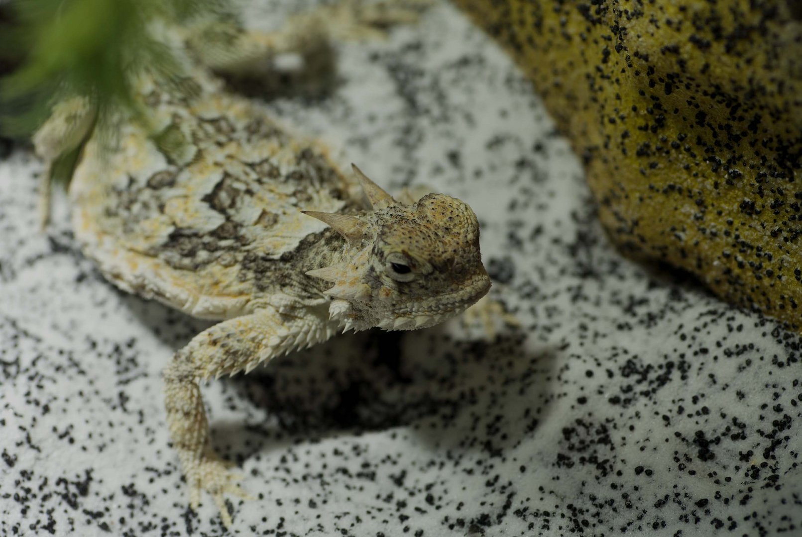Texas-Krötenechse - fotografiert in der Reptilienausstellung