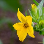 Texas-Lindheimerie (Lindheimera texana).