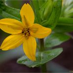 Texas-Lindheimerie (Lindheimera texana)