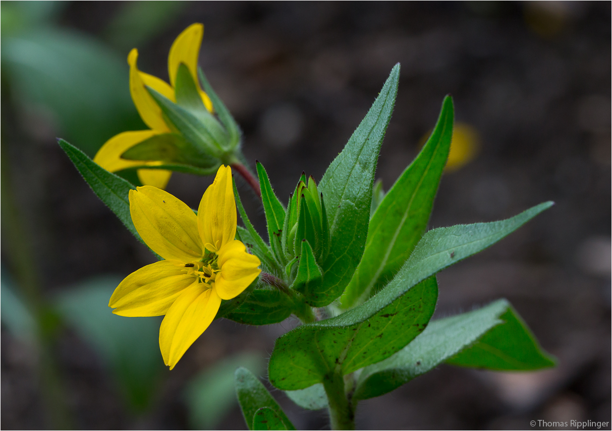 Texas-Lindheimerie (Lindheimera texana) oder Texasstern