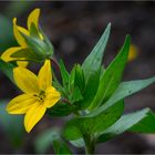 Texas-Lindheimerie (Lindheimera texana) oder Texasstern