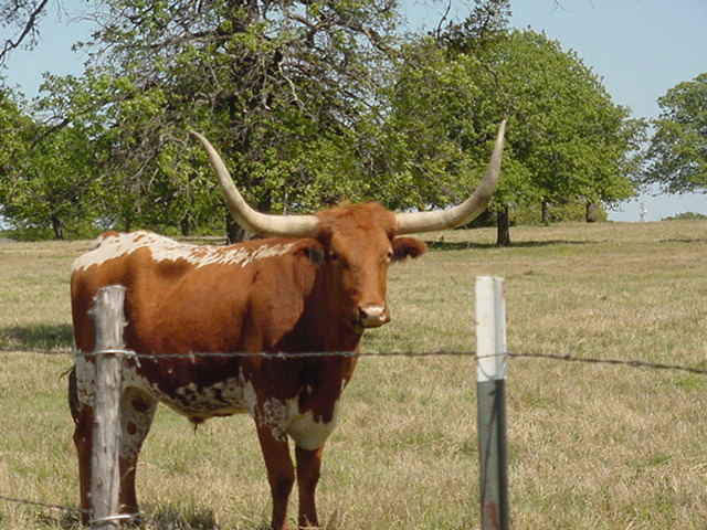 TEXAS LONGHORN