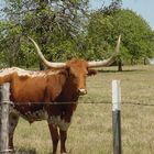 TEXAS LONGHORN