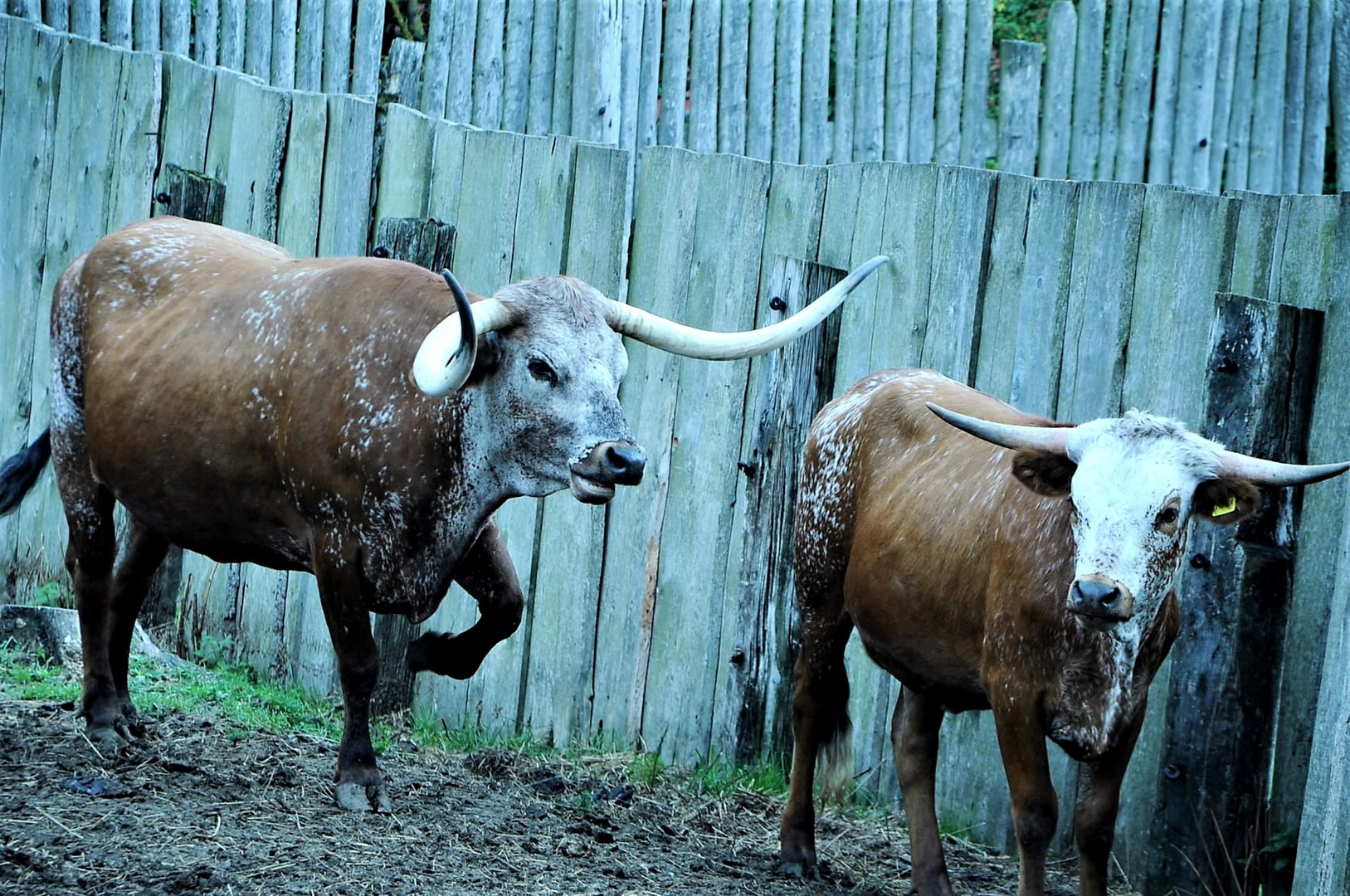 Texas Longhorn