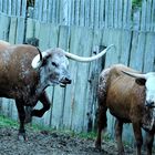 Texas Longhorn