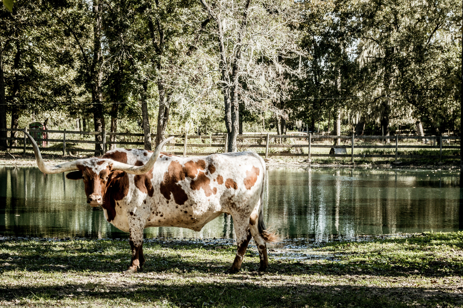 Texas Longhorn