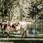 Texas Longhorn