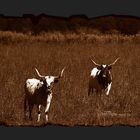 Texas Longhorns