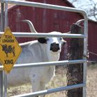 Texas Longhorns Xing