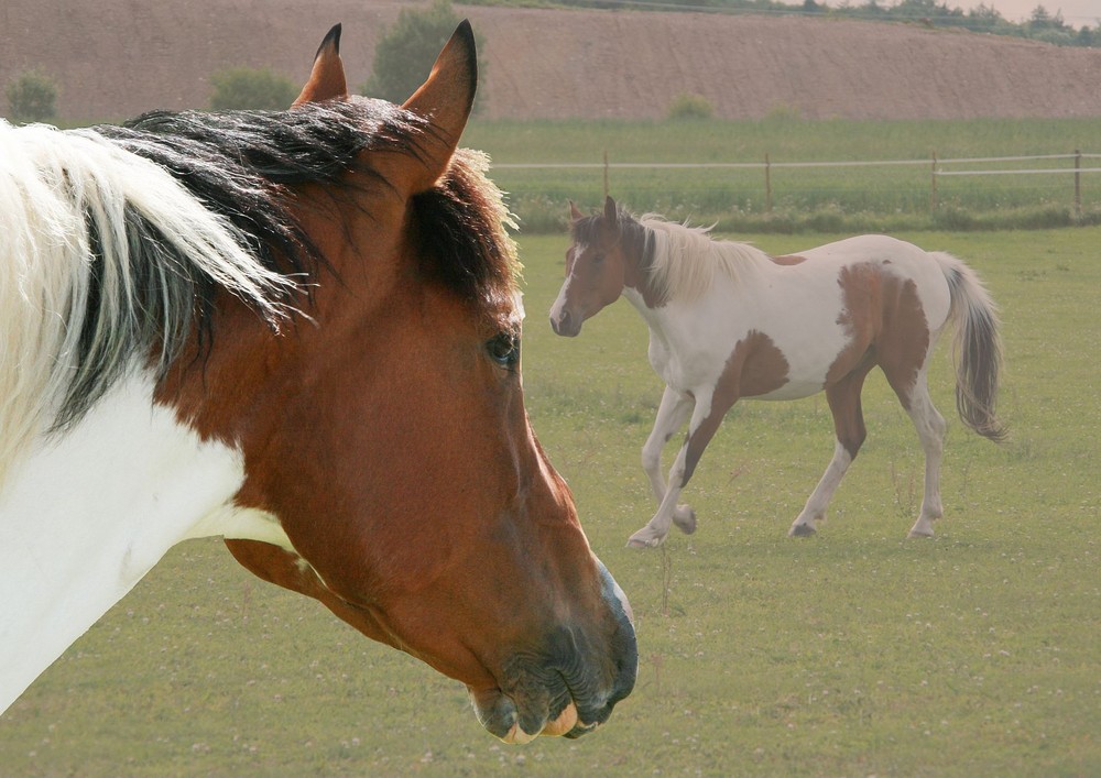 Texas Lucky Sam - American Paint Horse