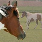 Texas Lucky Sam - American Paint Horse