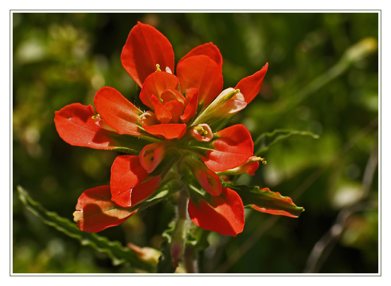 texas paintbrush