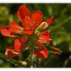 texas paintbrush