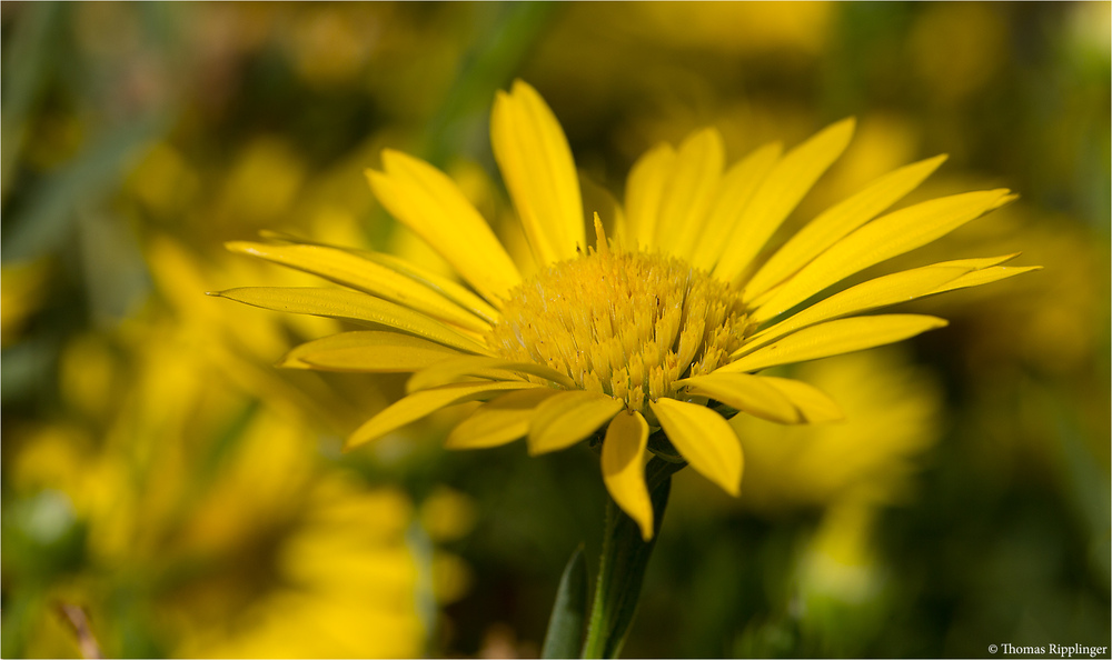 Texas sleepydaisy (xanthisma texanum)    .