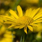 Texas sleepydaisy (xanthisma texanum)    .