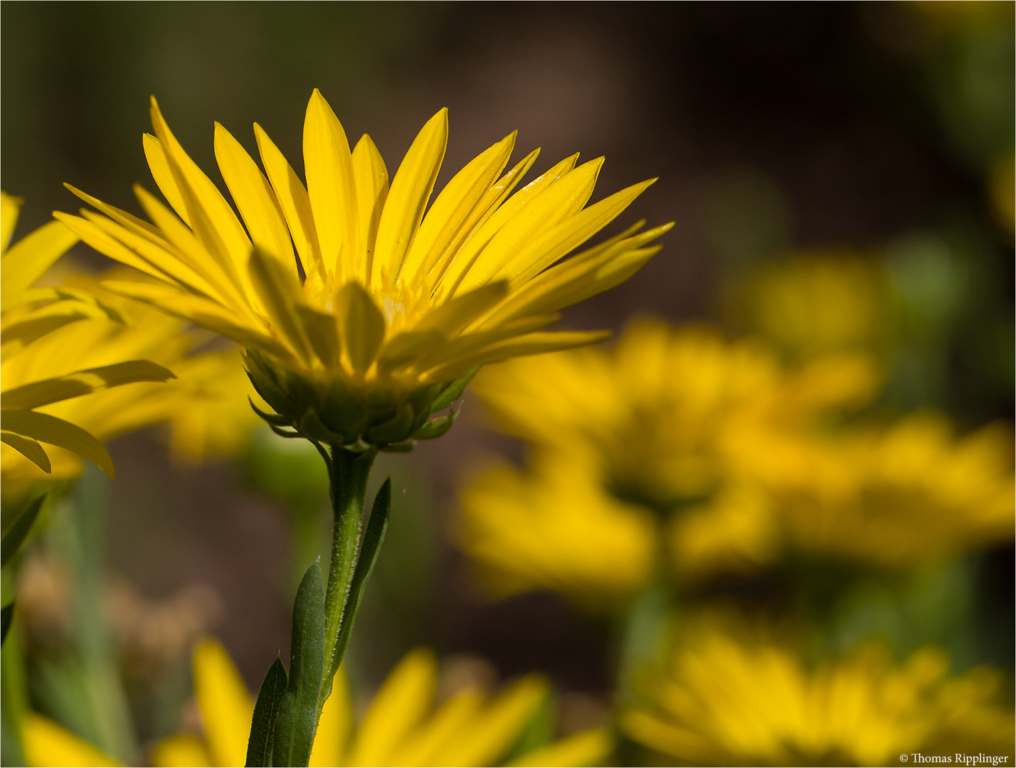 Texas Sleepydaisy (Xanthisma texanum)....