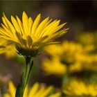 Texas Sleepydaisy (Xanthisma texanum)....