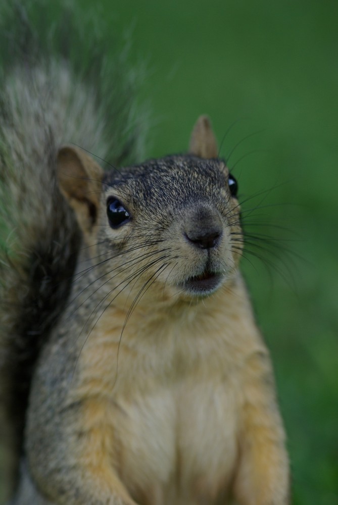 Texas Squirrel