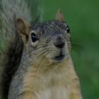 Texas Squirrel