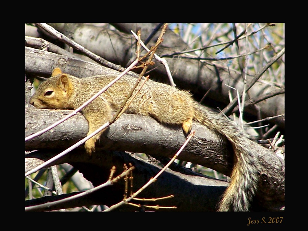 Texas Squirrel