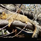 Texas Squirrel