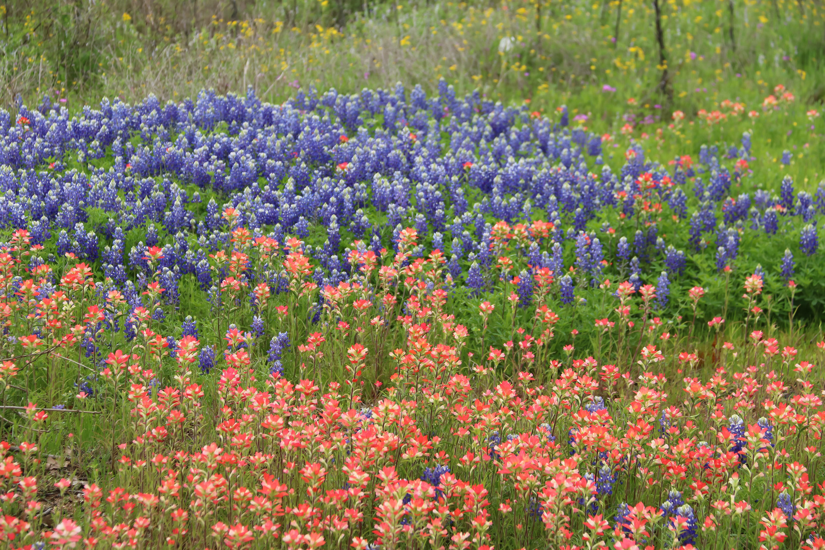 Texas wild flowers