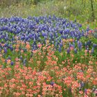 Texas wild flowers