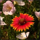 Texas Wildflowers