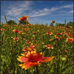 Texas Wildflowers | Indian Blanket |