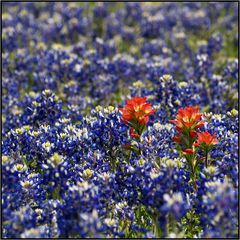 Texas Wildflowers | Paintbrush / Bluebonnets |