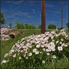 Texas Wildflowers | primrose |