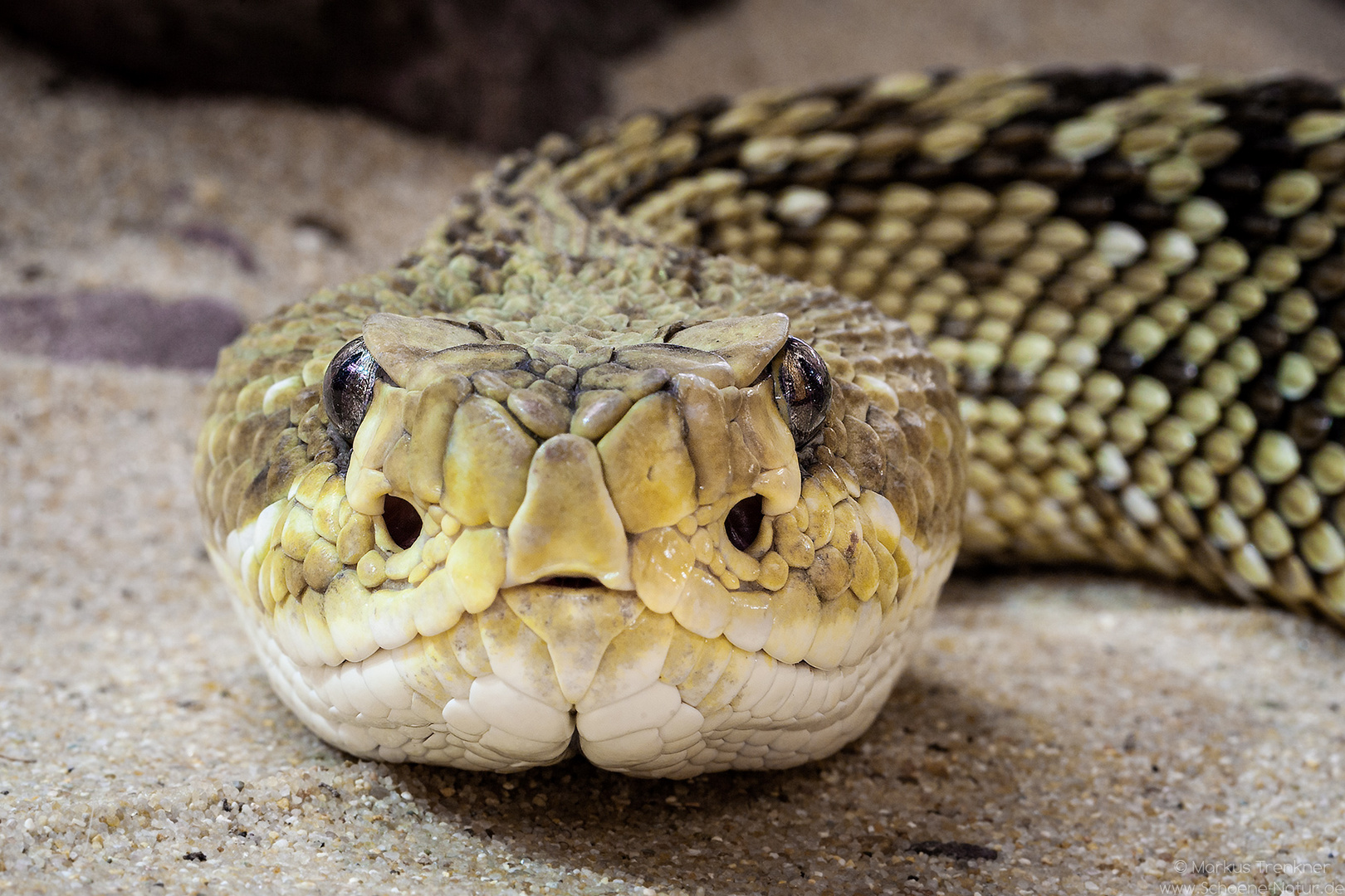 Texasklapperschlange [Crotalus atrox]